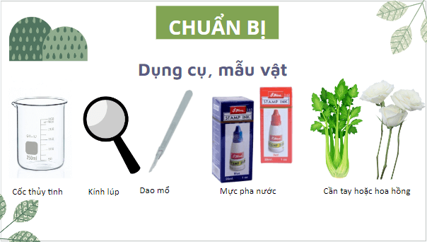 Giáo án điện tử KHTN 7 Kết nối tri thức Bài 32: Thực hành: Chứng minh thân vận chuyển nước và lá thoát hơi nước | PPT Khoa học tự nhiên 7