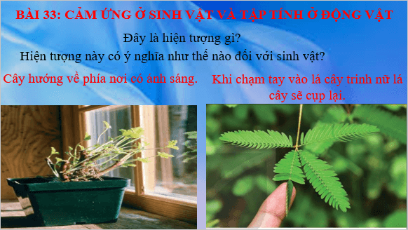 Giáo án điện tử KHTN 7 Kết nối tri thức Bài 33: Cảm ứng ở sinh vật và tập tính ở động vật | PPT Khoa học tự nhiên 7