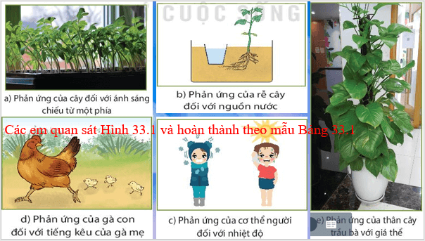 Giáo án điện tử KHTN 7 Kết nối tri thức Bài 33: Cảm ứng ở sinh vật và tập tính ở động vật | PPT Khoa học tự nhiên 7