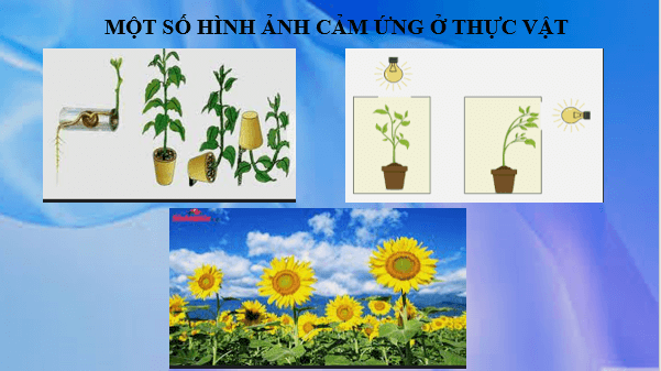 Giáo án điện tử KHTN 7 Kết nối tri thức Bài 33: Cảm ứng ở sinh vật và tập tính ở động vật | PPT Khoa học tự nhiên 7