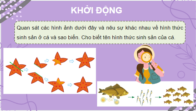 Giáo án điện tử KHTN 7 Cánh diều Bài 33: Sinh sản hữu tính ở sinh vật | PPT Khoa học tự nhiên 7