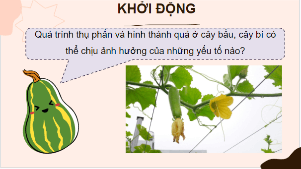 Giáo án điện tử KHTN 7 Cánh diều Bài 34: Các yếu tố ảnh hưởng đến sinh sản và điều khiển sinh sản ở sinh vật | PPT Khoa học tự nhiên 7