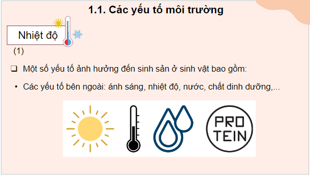 Giáo án điện tử KHTN 7 Cánh diều Bài 34: Các yếu tố ảnh hưởng đến sinh sản và điều khiển sinh sản ở sinh vật | PPT Khoa học tự nhiên 7