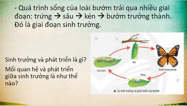 Giáo án điện tử KHTN 7 Chân trời sáng tạo Bài 34: Sinh trưởng và phát triển ở sinh vật | PPT Khoa học tự nhiên 7