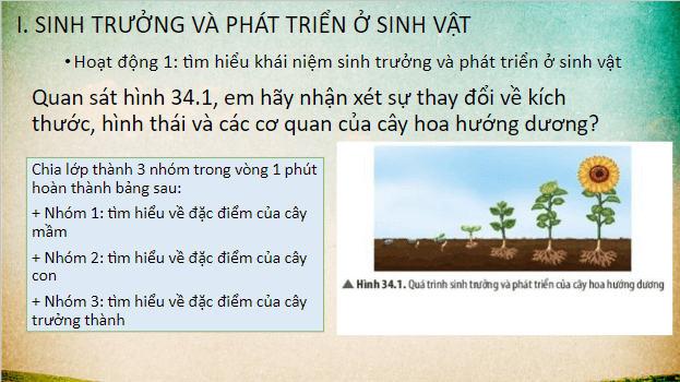 Giáo án điện tử KHTN 7 Chân trời sáng tạo Bài 34: Sinh trưởng và phát triển ở sinh vật | PPT Khoa học tự nhiên 7