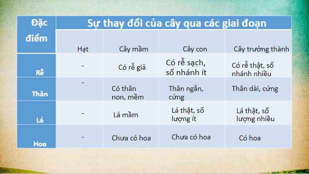 Giáo án điện tử KHTN 7 Chân trời sáng tạo Bài 34: Sinh trưởng và phát triển ở sinh vật | PPT Khoa học tự nhiên 7