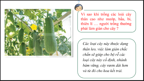 Giáo án điện tử KHTN 7 Kết nối tri thức Bài 34: Vận dụng hiện tượng cảm ứng ở sinh vật vào thực tiễn | PPT Khoa học tự nhiên 7