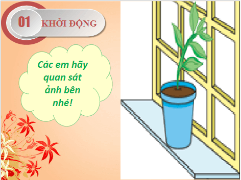 Giáo án điện tử KHTN 7 Chân trời sáng tạo Bài 35: Các nhân tố ảnh hưởng đến sinh trưởng và phát triển của sinh vật | PPT Khoa học tự nhiên 7