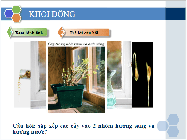 Giáo án điện tử KHTN 7 Kết nối tri thức Bài 35: Thực hành: Cảm ứng ở sinh vật | PPT Khoa học tự nhiên 7