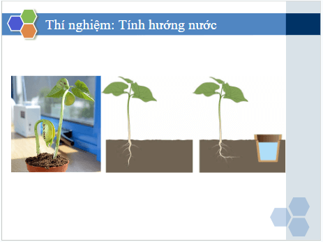 Giáo án điện tử KHTN 7 Kết nối tri thức Bài 35: Thực hành: Cảm ứng ở sinh vật | PPT Khoa học tự nhiên 7