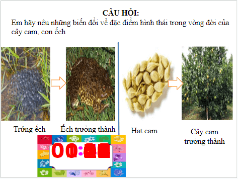 Giáo án điện tử KHTN 7 Kết nối tri thức Bài 36: Khái quát về sinh trưởng và phát triển ở sinh vật | PPT Khoa học tự nhiên 7