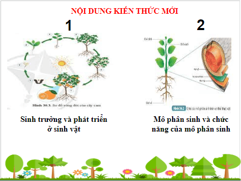 Giáo án điện tử KHTN 7 Kết nối tri thức Bài 36: Khái quát về sinh trưởng và phát triển ở sinh vật | PPT Khoa học tự nhiên 7