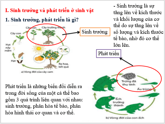 Giáo án điện tử KHTN 7 Kết nối tri thức Bài 36: Khái quát về sinh trưởng và phát triển ở sinh vật | PPT Khoa học tự nhiên 7