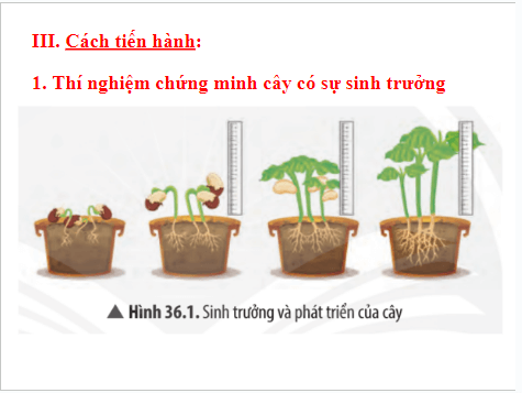 Giáo án điện tử KHTN 7 Chân trời sáng tạo Bài 36: Thực hành chứng minh sinh trưởng và phá triển ở thực vật, động vật | PPT Khoa học tự nhiên 7