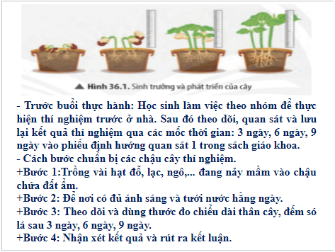 Giáo án điện tử KHTN 7 Chân trời sáng tạo Bài 36: Thực hành chứng minh sinh trưởng và phá triển ở thực vật, động vật | PPT Khoa học tự nhiên 7