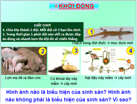 Giáo án điện tử KHTN 7 Chân trời sáng tạo Bài 37: Sinh sản ở sinh vật | PPT Khoa học tự nhiên 7