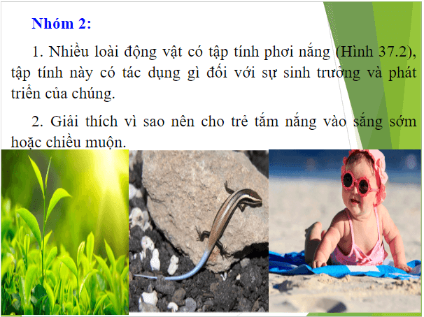 Giáo án điện tử KHTN 7 Kết nối tri thức Bài 37: Ứng dụng sinh trưởng và phát triển ở sinh vật vào thực tiễn | PPT Khoa học tự nhiên 7