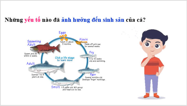 Giáo án điện tử KHTN 7 Chân trời sáng tạo Bài 38: Các yếu tố ảnh hưởng đến sinh sản và điều hoà, điều khiển sinh sản ở sinh vật | PPT Khoa học tự nhiên 7