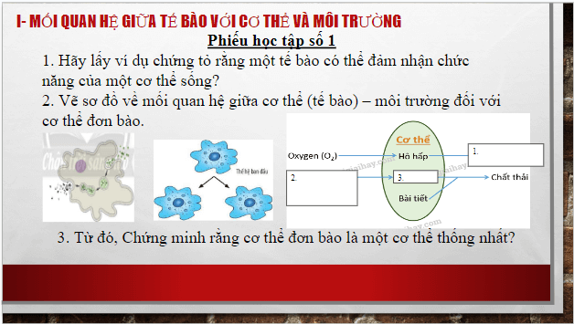 Giáo án điện tử KHTN 7 Chân trời sáng tạo Bài 39: Chứng minh cơ thể sinh vật là một thể thống nhất | PPT Khoa học tự nhiên 7