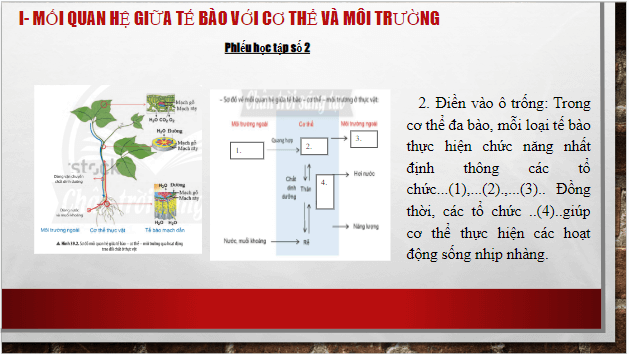 Giáo án điện tử KHTN 7 Chân trời sáng tạo Bài 39: Chứng minh cơ thể sinh vật là một thể thống nhất | PPT Khoa học tự nhiên 7