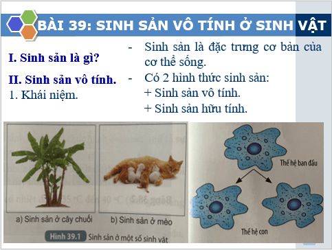 Giáo án điện tử KHTN 7 Kết nối tri thức Bài 39: Sinh sản vô tính ở sinh vật | PPT Khoa học tự nhiên 7