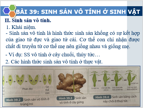 Giáo án điện tử KHTN 7 Kết nối tri thức Bài 39: Sinh sản vô tính ở sinh vật | PPT Khoa học tự nhiên 7