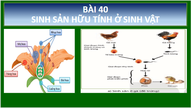 Giáo án điện tử KHTN 7 Kết nối tri thức Bài 40: Sinh sản hữu tính ở sinh vật | PPT Khoa học tự nhiên 7