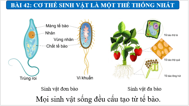 Giáo án điện tử KHTN 7 Kết nối tri thức Bài 42: Cơ thể sinh vật là một thể thống nhất | PPT Khoa học tự nhiên 7