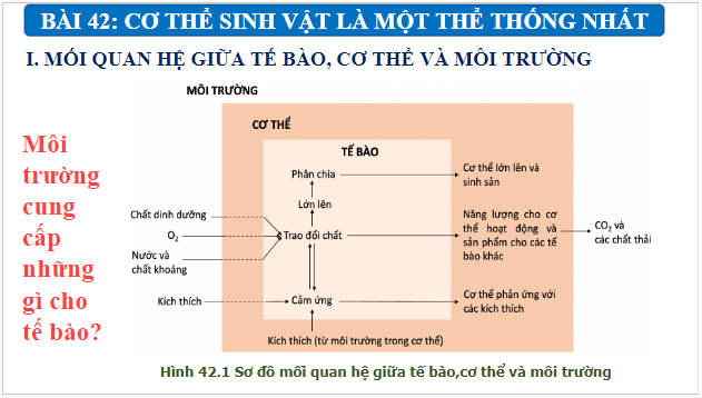 Giáo án điện tử KHTN 7 Kết nối tri thức Bài 42: Cơ thể sinh vật là một thể thống nhất | PPT Khoa học tự nhiên 7