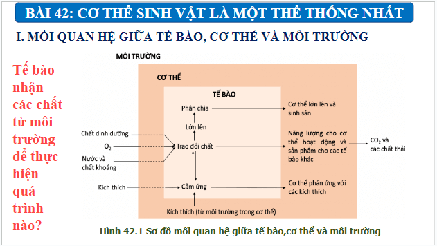 Giáo án điện tử KHTN 7 Kết nối tri thức Bài 42: Cơ thể sinh vật là một thể thống nhất | PPT Khoa học tự nhiên 7