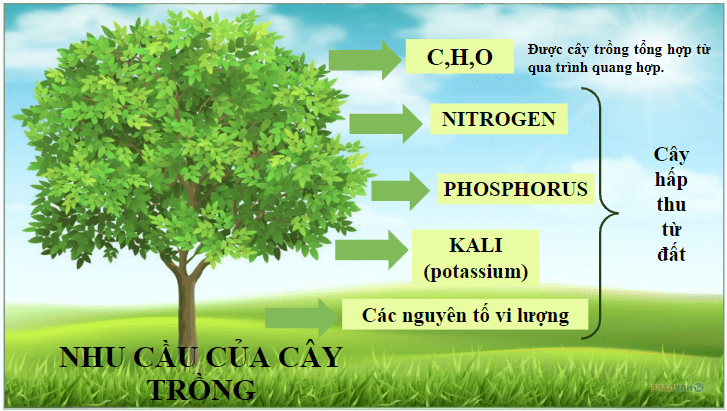 Giáo án điện tử KHTN 8 Kết nối tri thức Bài 12: Phân bón hóa học | PPT Khoa học tự nhiên 8
