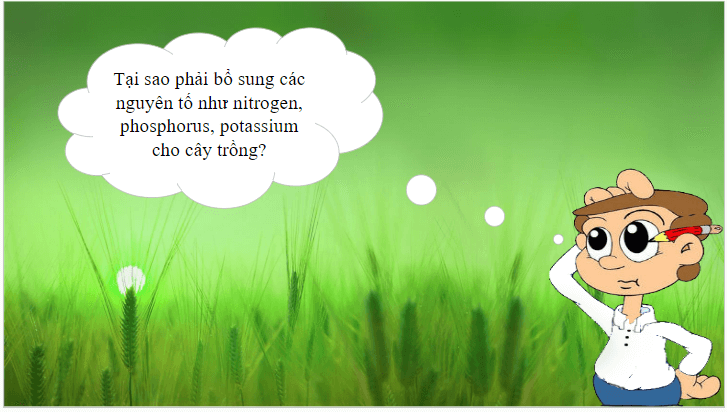 Giáo án điện tử KHTN 8 Kết nối tri thức Bài 12: Phân bón hóa học | PPT Khoa học tự nhiên 8