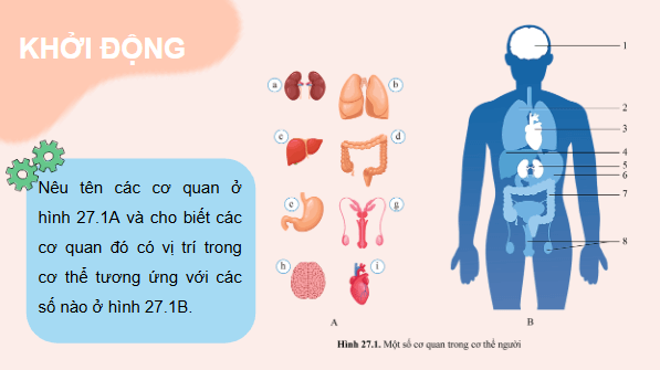 Giáo án điện tử KHTN 8 Cánh diều Bài 27: Khái quát về cơ thể người | PPT Khoa học tự nhiên 8