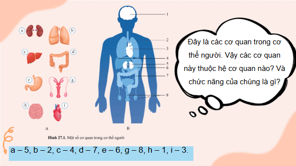 Giáo án điện tử KHTN 8 Cánh diều Bài 27: Khái quát về cơ thể người | PPT Khoa học tự nhiên 8