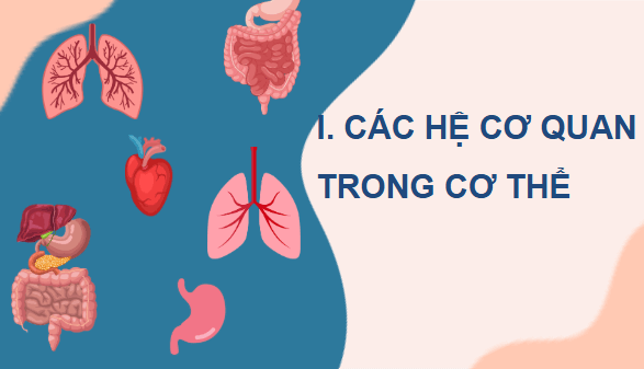 Giáo án điện tử KHTN 8 Cánh diều Bài 27: Khái quát về cơ thể người | PPT Khoa học tự nhiên 8