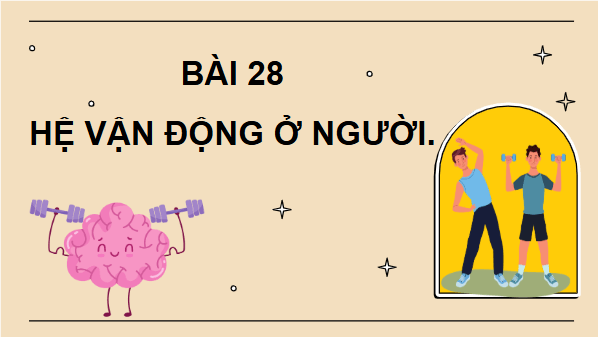 Giáo án điện tử KHTN 8 Cánh diều Bài 28: Hệ vận động ở người | PPT Khoa học tự nhiên 8