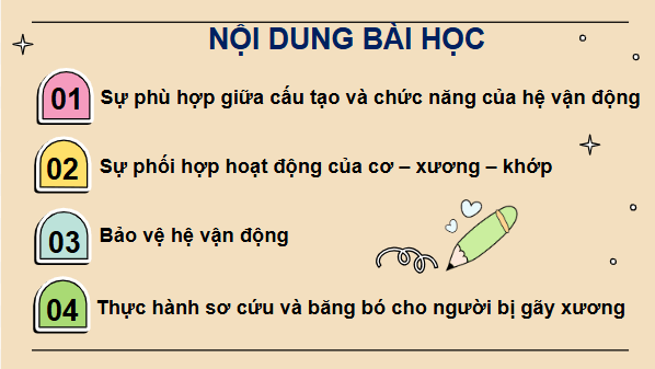 Giáo án điện tử KHTN 8 Cánh diều Bài 28: Hệ vận động ở người | PPT Khoa học tự nhiên 8