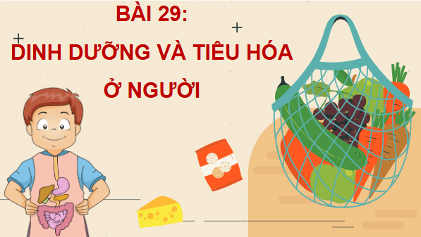 Giáo án điện tử KHTN 8 Cánh diều Bài 29: Dinh dưỡng và tiêu hóa ở người | PPT Khoa học tự nhiên 8