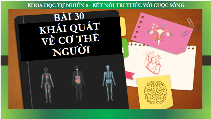 Giáo án điện tử KHTN 8 Kết nối tri thức Bài 30: Khái quát về cơ thể người | PPT Khoa học tự nhiên 8