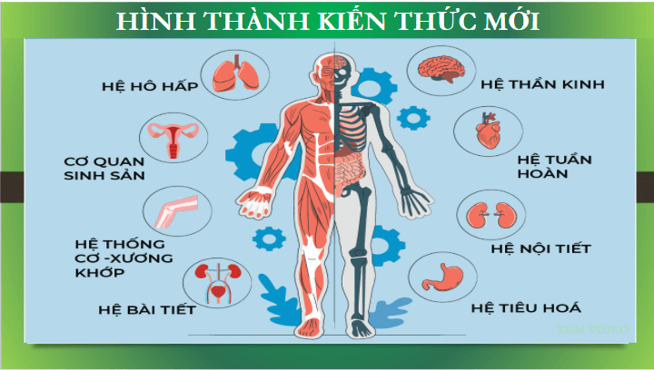 Giáo án điện tử KHTN 8 Kết nối tri thức Bài 30: Khái quát về cơ thể người | PPT Khoa học tự nhiên 8