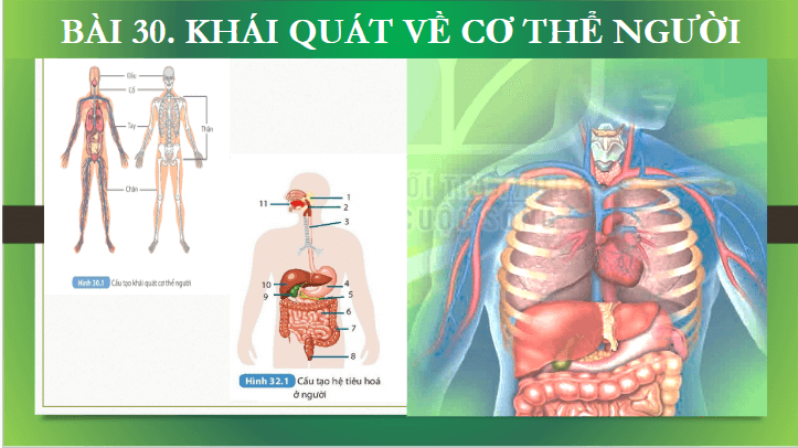 Giáo án điện tử KHTN 8 Kết nối tri thức Bài 30: Khái quát về cơ thể người | PPT Khoa học tự nhiên 8