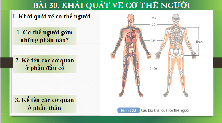 Giáo án điện tử KHTN 8 Kết nối tri thức Bài 30: Khái quát về cơ thể người | PPT Khoa học tự nhiên 8