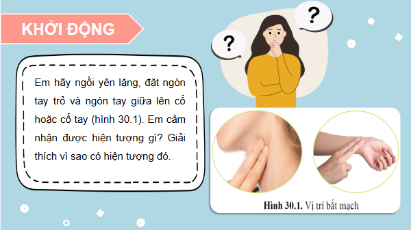 Giáo án điện tử KHTN 8 Cánh diều Bài 30: Máu và hệ tuần hoàn ở người | PPT Khoa học tự nhiên 8