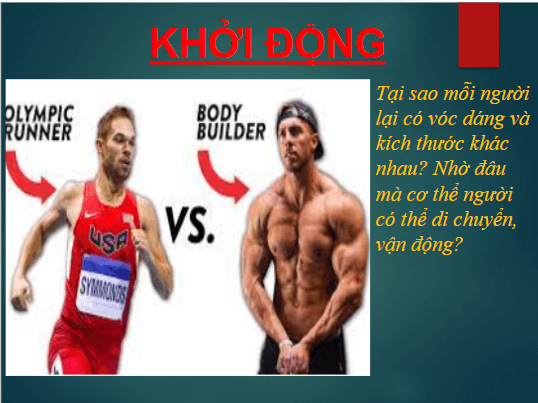 Giáo án điện tử KHTN 8 Kết nối tri thức Bài 31: Hệ vận động ở người | PPT Khoa học tự nhiên 8