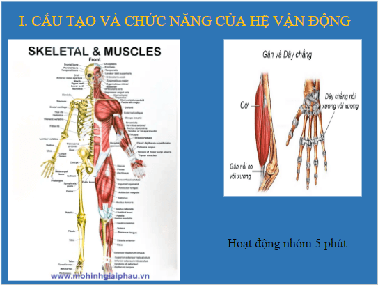 Giáo án điện tử KHTN 8 Kết nối tri thức Bài 31: Hệ vận động ở người | PPT Khoa học tự nhiên 8