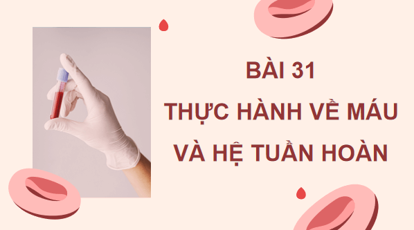 Giáo án điện tử KHTN 8 Cánh diều Bài 31: Thực hành về máu về hệ tuần hoàn | PPT Khoa học tự nhiên 8