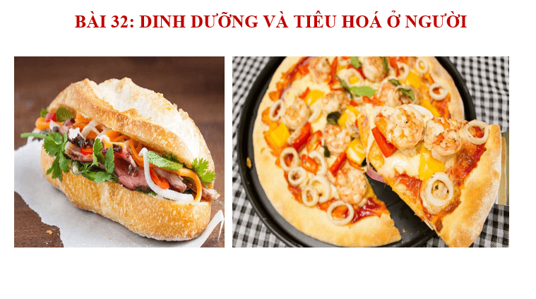 Giáo án điện tử KHTN 8 Kết nối tri thức Bài 32: Dinh dưỡng và tiêu hóa ở người | PPT Khoa học tự nhiên 8