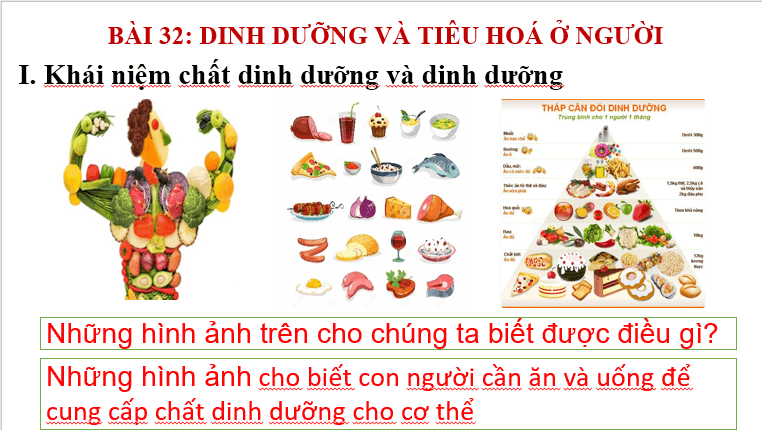 Giáo án điện tử KHTN 8 Kết nối tri thức Bài 32: Dinh dưỡng và tiêu hóa ở người | PPT Khoa học tự nhiên 8