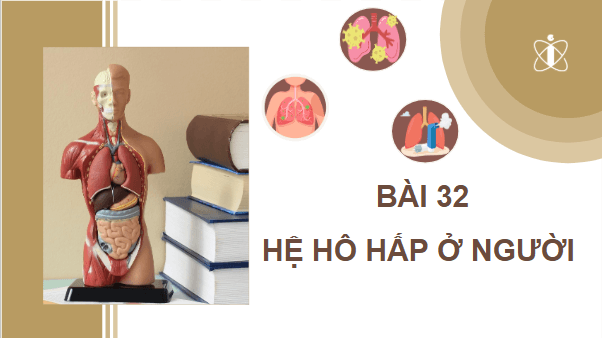 Giáo án điện tử KHTN 8 Cánh diều Bài 32: Hệ hô hấp ở người | PPT Khoa học tự nhiên 8