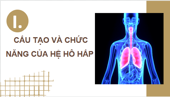 Giáo án điện tử KHTN 8 Cánh diều Bài 32: Hệ hô hấp ở người | PPT Khoa học tự nhiên 8